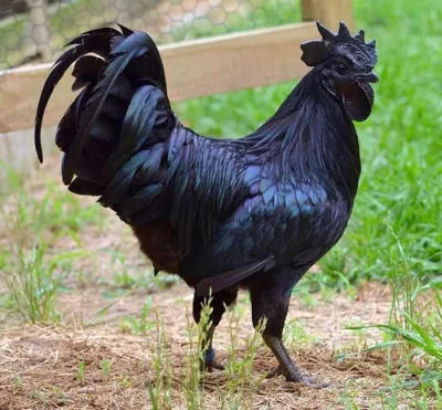 n.....a - Jak wpisze się w Google "Big Black Cock", to wyskakują takie ładne czarne k...