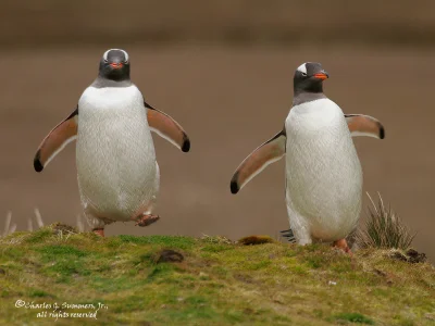 likk - zamiast powitania słów #porannaporcja białobrewych pingwinów
 
Pingwin biało...