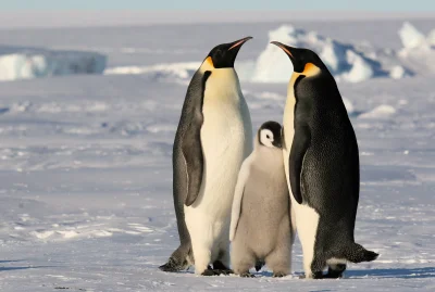 likk - @PokemonowyRambo: te są spore ale nie największe w rodzinie

Pingwin cesarsk...