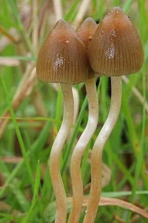 billuscher - Najlepszy z grzybów ( ͡° ͜ʖ ͡°) (zdjęcie z neta)