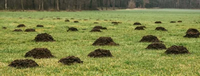 siekieromotyka - Defekujesz sobie o poranku, przeglądając internet. Znowu wszędzie pr...