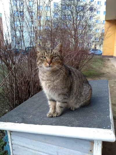 hivonzooo - Na osiedlu blok obok żyje kotka która wygląda jak Żbik. Dokarmiam ją i na...