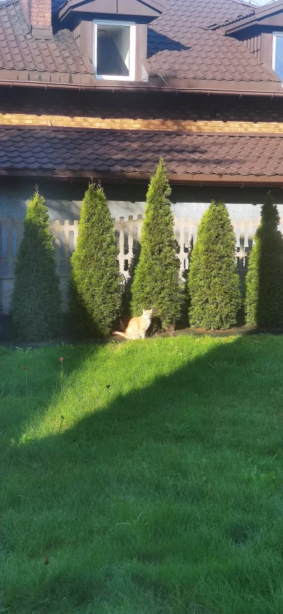 WideOpenShut - Mój kot wygląda jakby miał dla mnie specjalnego questa ( ͡° ͜ʖ ͡°)
#ko...