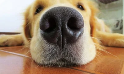 Polasz - To jest psa nos który chroni przed hipnozami