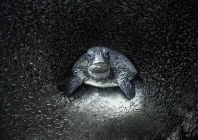 Nemezja - #fotografia #zwierzeta #ocean
Zdjęcie autorstwa Aimee Jan, zobaczymy na ni...