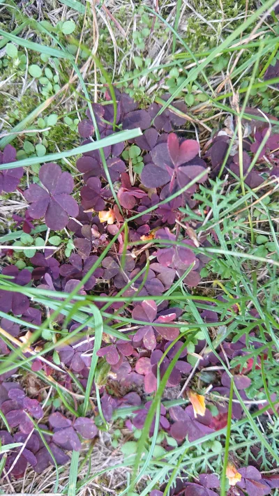 Berkel_88 - Czerwona koniczyna? 
#flora #rosliny