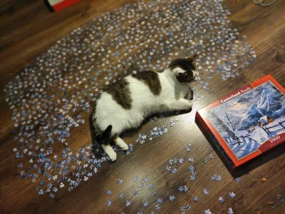 k.....a - Chciałam sobie poukładać puzzle ( ͡° ʖ̯ ͡°)

#kot #kitku #pokazkota #koty