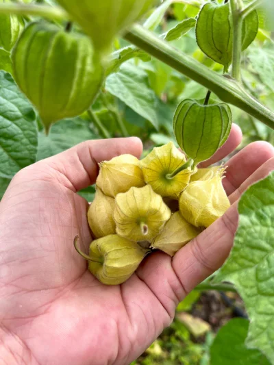 shopec - Gimby nie znajo ;)

Physalis Peruviana – rodzynek brazylijski, jagoda inka...