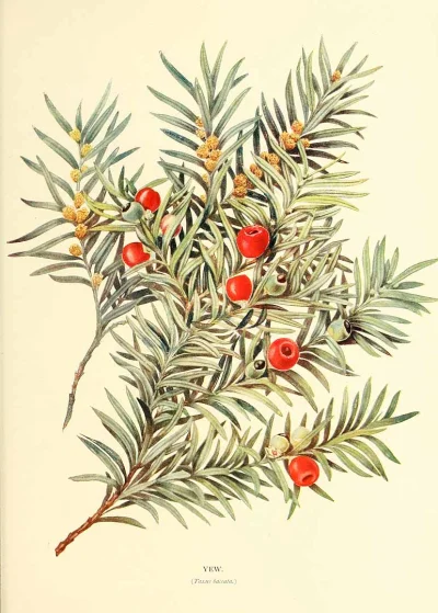 Gulosus - Cis — drzewo o janusowym obliczu

Starożytni autorzy greccy i rzymscy opi...