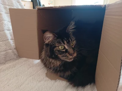 luxkms78 - Jest pudełko, jest idealnie.

#kot #mainecoon #pokazkota #koty