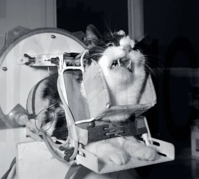 KrajaCoNieJara - Félicette – jedyny kot, który odbył udany lot kosmiczny. Wykonała lo...