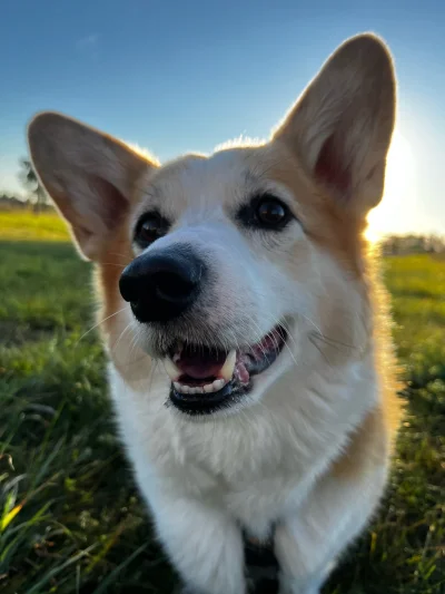 KIJU87 - „Co jesz człowiek?”
#sheldonthecorgi #corgi #psy #smiesznypiesek #pokazpsa