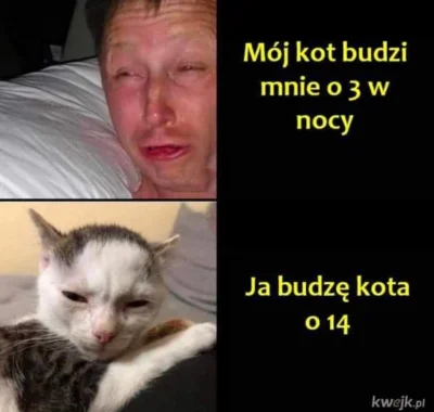 Leisik34 - #heheszki #humorobrazkowy #koty