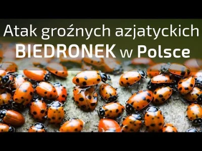 rafallubonski - Te biedronki azjatyckie w Polsce od wielu lat są plagą i zabierają ni...