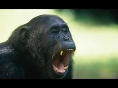 B.....a - @handsomejack: *angry ape noises*