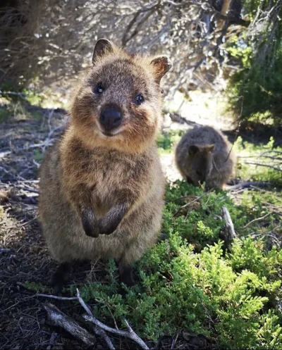 hcbadixhc - Człowieki robią zdjęcia, pozuj młody a nie tylko jesz.
#quokka #quokkana...