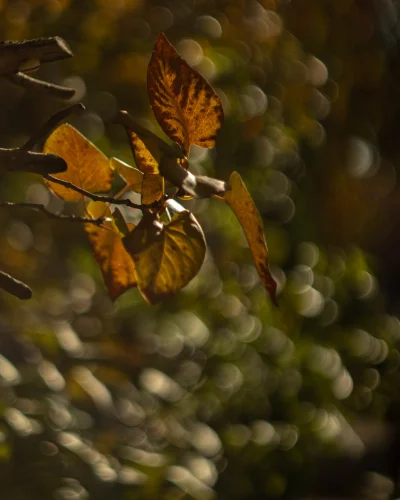 AaBbCcDdEeFf - kupiłem sobie heliosa 44-2, próbowałem uchwycić coś z efektem bokeh, w...