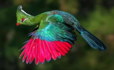 Lifelike - Turak zielonoczuby (Tauraco persa)
#photoexplorer #fotografia #ornitologi...