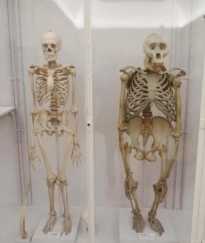Antybristler - Porównanie szkieletu człowieka i sebixa z rodzaju Patus Maximus

SPO...