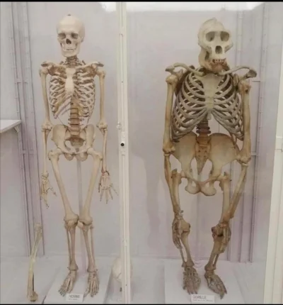 Loskamilos1 - Poniżej porównanie szkieletów człowieka i goryla.

#szkielety #czleko...