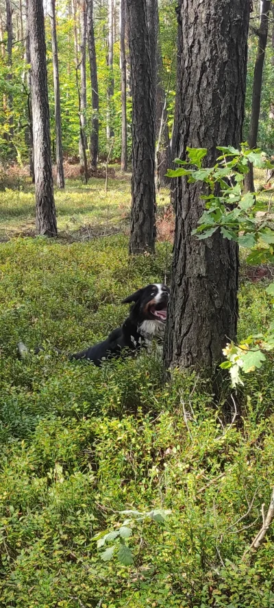 Tomahawkkk - Pies: zabierz mnie do lasu, będę spokojny
Też pies po 1 sec w lesie:
#po...
