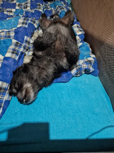 Ar_0 - Pies mi się popsuł

#pokazpsa