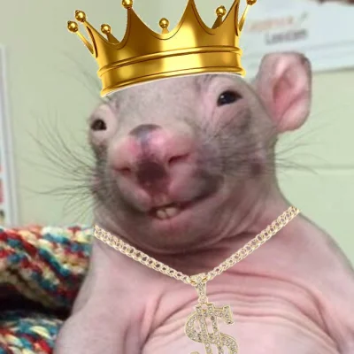 paczelok - kim jest król szczurów i na czym polega jego potęga szukaj #konkursnanajba...