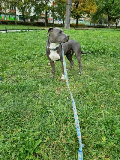 Fuzuyaku - "Coo, widziołeś, inny psiok dostał pedigry"? 
#amstaff #pokazpsa #janusz