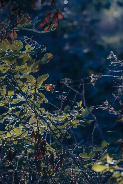 lebele - Jesienny przymrozek 

#fotografia #natura