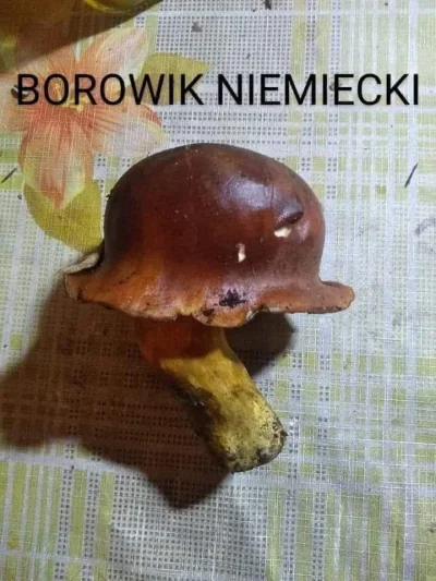 Zwiadowca_Historii - Gotowość melduje Oberkampergrupgrzybopenführer!

#humor #hehes...