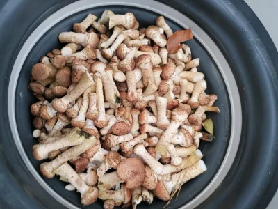Kupszti - #grzyby można jeść bez żadnych obawień?