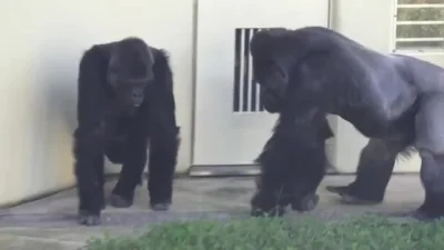 cheeseandonion - >Shabani the Gorilla trying to approach Ai, one of his females. She'...