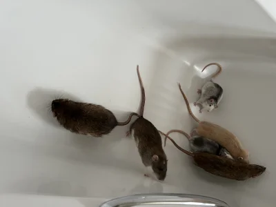 Smierdzacyjajemwiatr - Pomocy! Szczury mi się zalęgły w wannie!!!