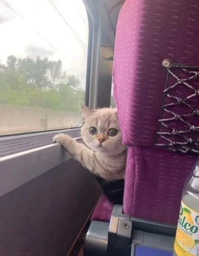 goferek - I weź tu zachowaj prywatność w pociągu
#smiesznekotki