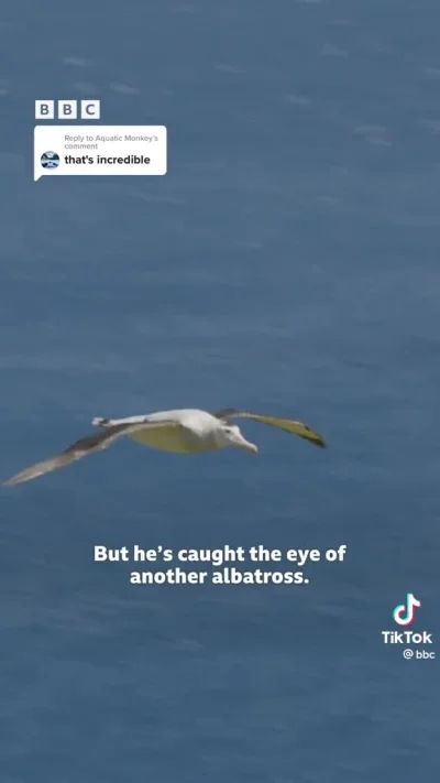 oszty - 14 letni albatros, który w końcu decyduje się wybrać sobie partnerkę na całe ...