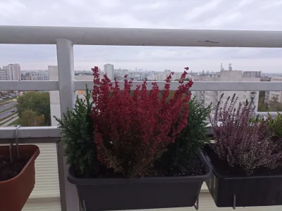 kawazrana - #jesien na balkonie #rosliny