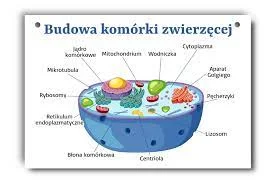 maszfajnedonice - @Banri: Na biologii były lepsze bo dało się ogarnąć