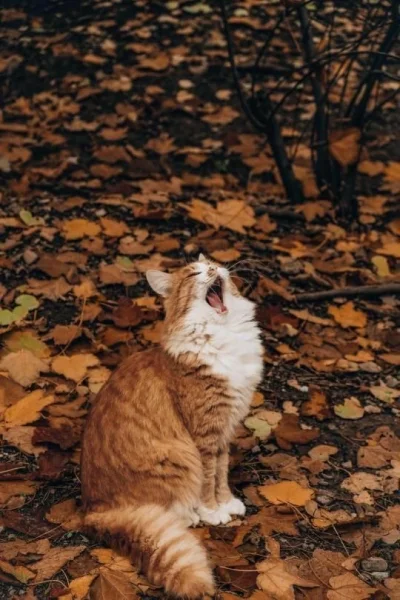 lambixa - Jesienny kocur musi być
#pokazkota #koty #jesien #kot