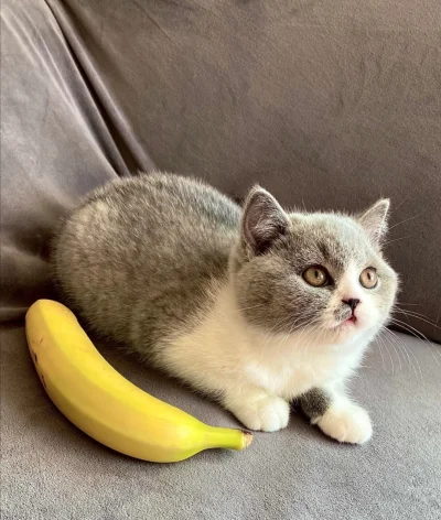 Loskamilos1 - Wery smol kitku, banan dla skali.

#smolkot #kotzbananem #necrobook