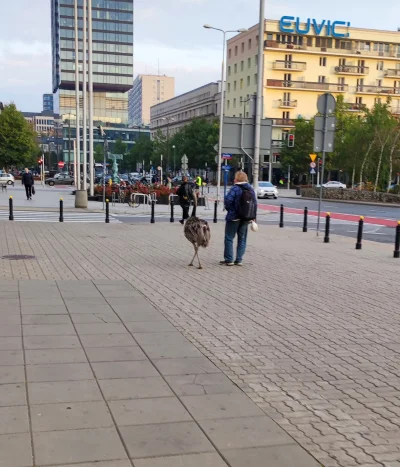 tombik85 - #Warszawa Ide sobie spokojnie do pracy a tu jakiś dżentelmen wyprowadził s...