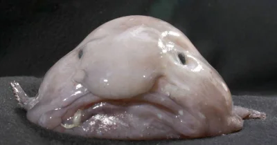 ArchDelux - @juzwos: o #!$%@? przecież to blobfish