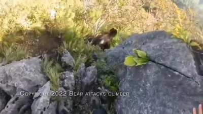 downight - Atak niedźwiedzia na wspinacza #liveleak