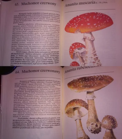 MajkelDudikof - Takie tam info o muchomorach ze starego atlasu grzybów. Grzyby leśne ...