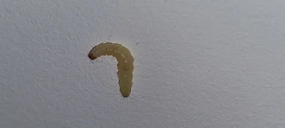 wankstain - Co to za larwa łazi mi po ścianie? Znalazłem już kilka takich w mieszkani...