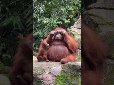 Czesterek - Tu pełne wideo. Nie dość że orangutan umie założyć okukary to jeszcze na ...