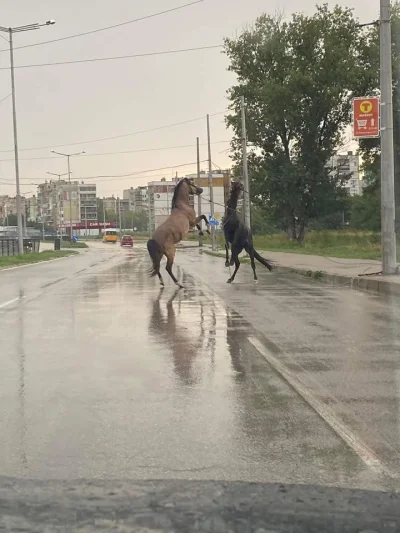 goferek - Ma ktoś pomysł na opis do tego zdjęcia?
##!$%@? #heheszki