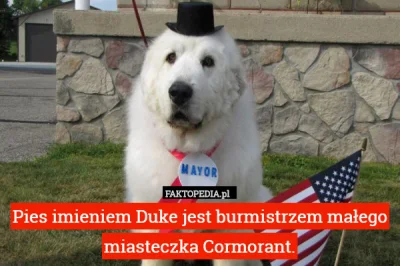 TuptusTuptusiowaty - W USA pies jest burmistrzem... ;)