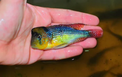 Papja - Z powodu nocnych przymrozków Gymnogeophagus powróciły dziś z basenu na dworze...