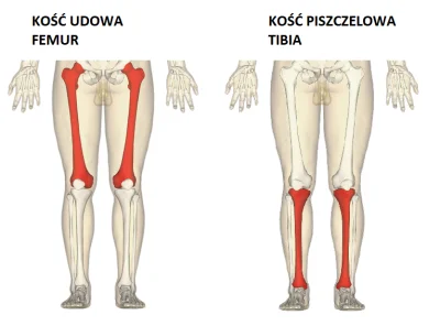 don-tadeo - @dsomgi00:
femur - kość udowa (w nodze)
tibia - kość piszczelowa (w nod...