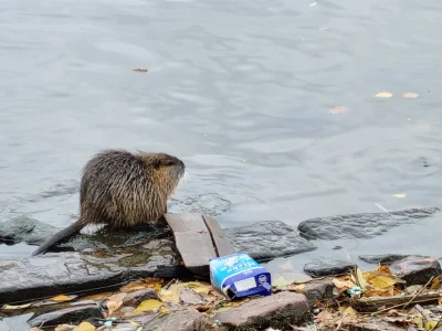 nimzdeiw - @Wild_Rebel po ogonku z mojej strony zapadł werdykt - NUTRIA, nie #!$%@? b...